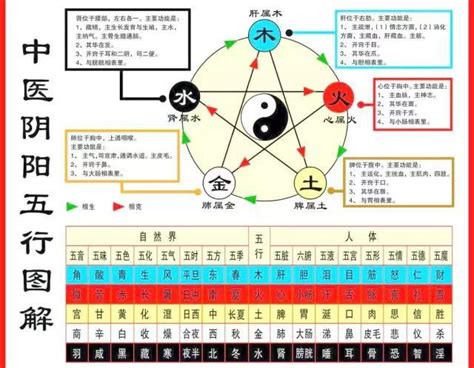 五臟對應表|五行、五臟、五官、五體、五志對應表